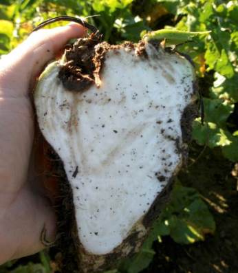 Šakniavaisio šerdies puvinys