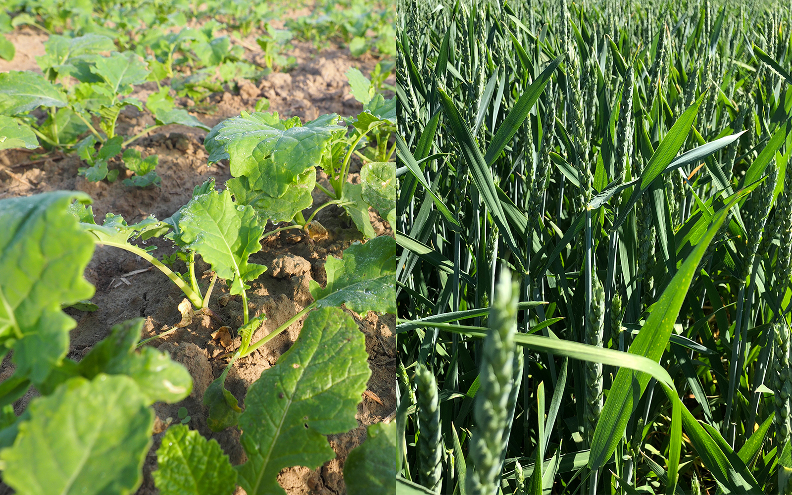 Tręšimo technologijos