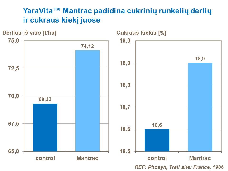 Šie, Prancūzijoje atlikti tyrimai vėl rodo teigiamą mangano poveikį – padidėja ir cukrinių runkelių derlingumas ir cukraus kiekis šakniavaisiuose.