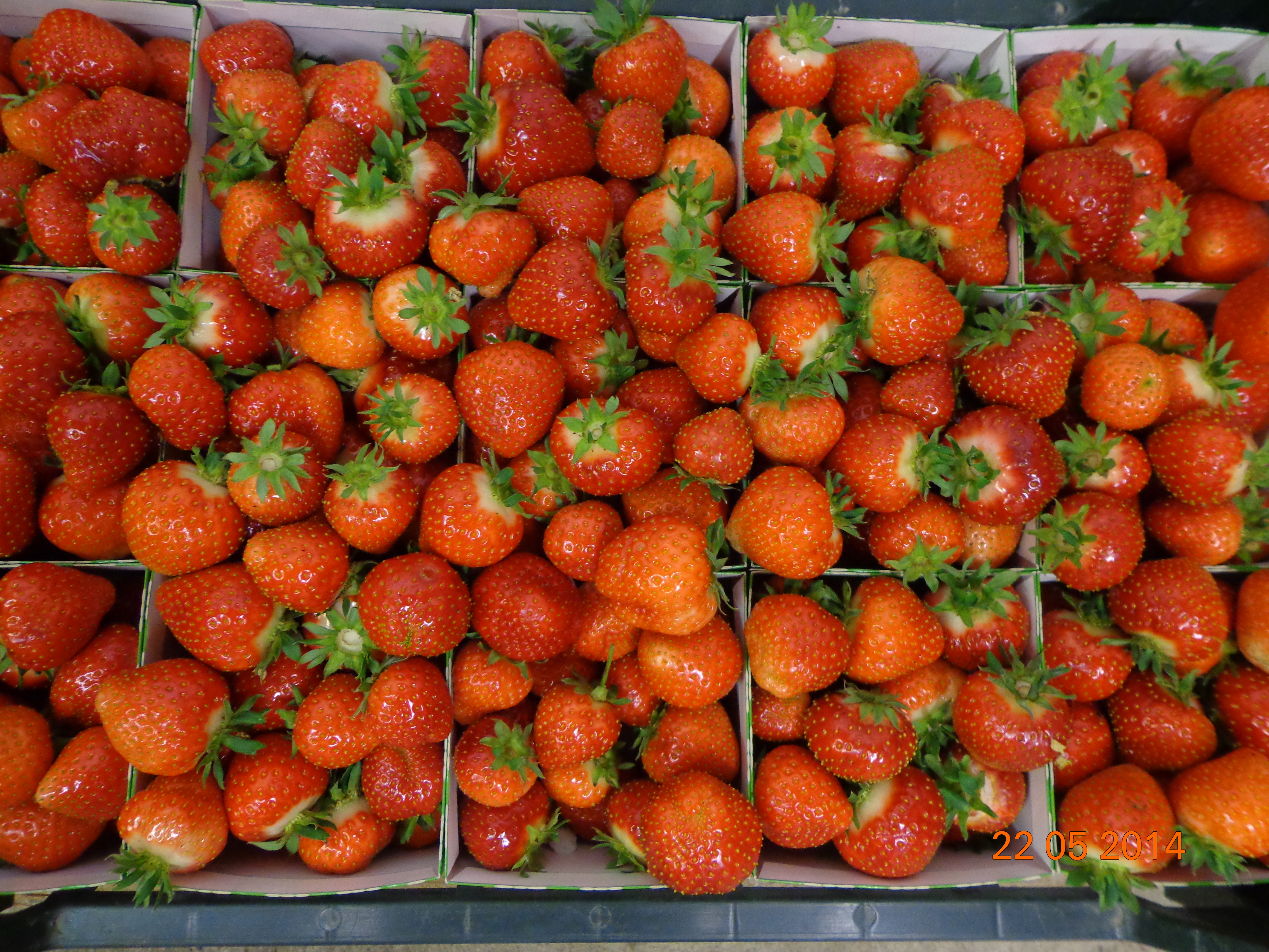 Braškių tręšimo technologija