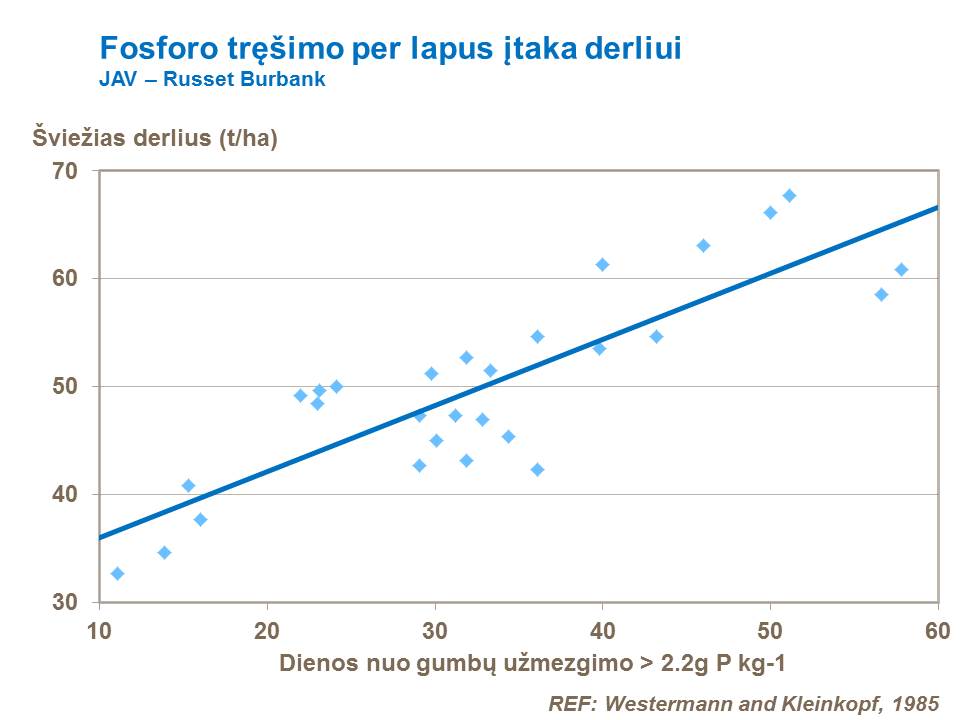 Pakankamai tręšiant pasėlius fosforu gumbų užsimezgimo pradžioje, užtikrinamas optimalus gumbų skaičiaus susiformavimas. Nors bulvės labai jautriai reaguoja, kai dirva fosforinėmis trąšomis patręšiama šviežiai, ekonominiu požiūriu, optimalią trąšų normą nustatyti yra labai sunku. Tręšimo normos priklauso nuo dirvožemio tipo ir dirvos tyrimo rezultatų. Iliustracijoje pavaizduota fosforo įtaka Desiree veislės bulvių derlingumui, Velsas.