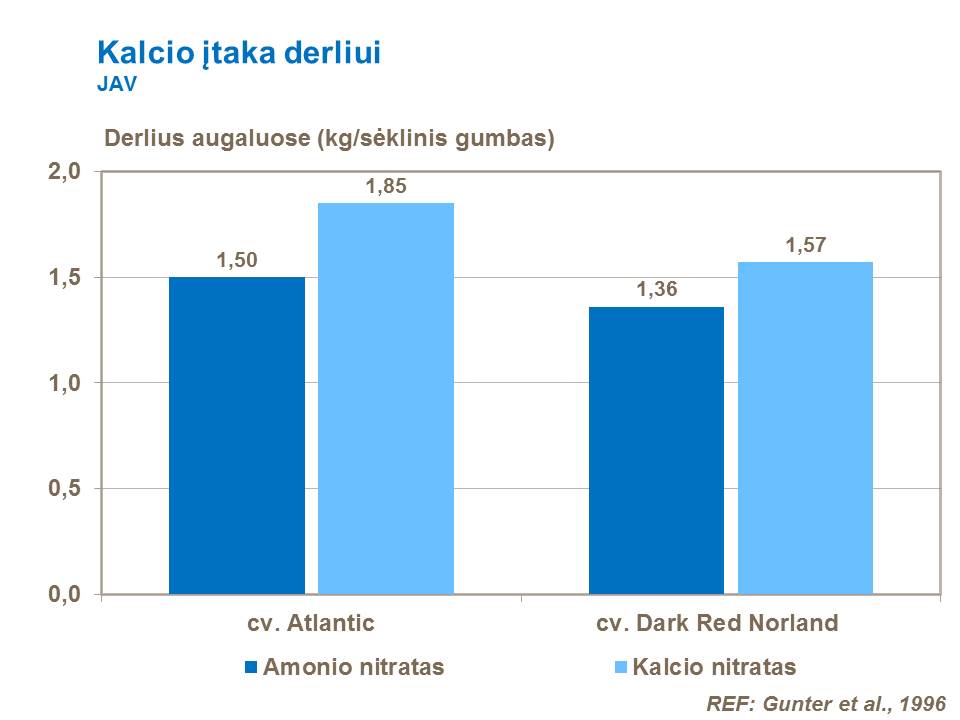 Tręšiant kalciu sėklai auginamų (sėklinių) bulvių pasėlius, pagerėja sėklinių bulvių kokybė. Kalciu praturtinti motininiai gumbai būna geresnės būklės ir sparčiau auga, todėl derlingumas iš vieno bulvių kero būna didesnis.