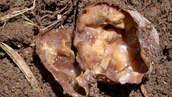 Šlapiasis puvinys bulvėse